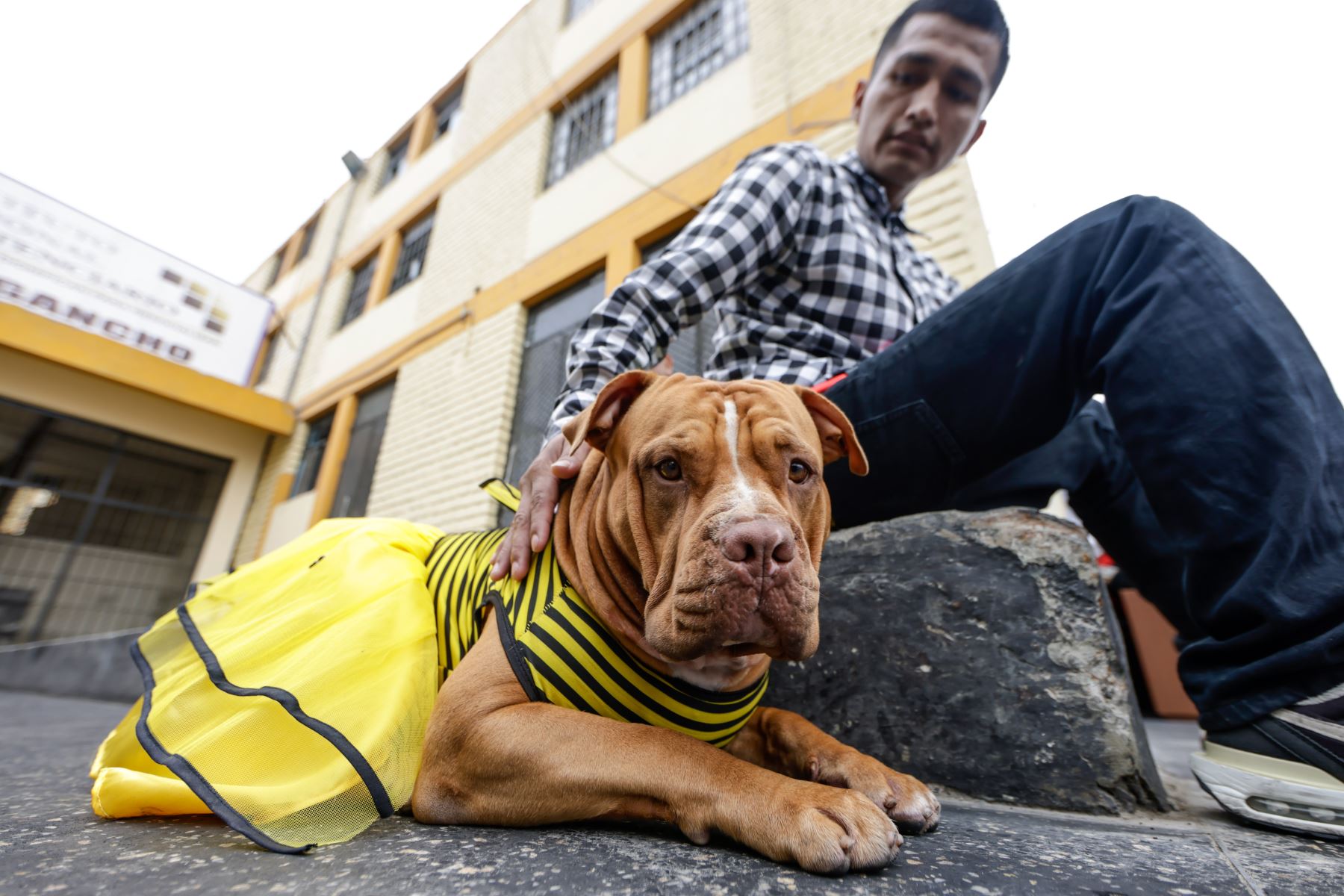 Dogo de Burdeos mestizo disfrazado de abeja.