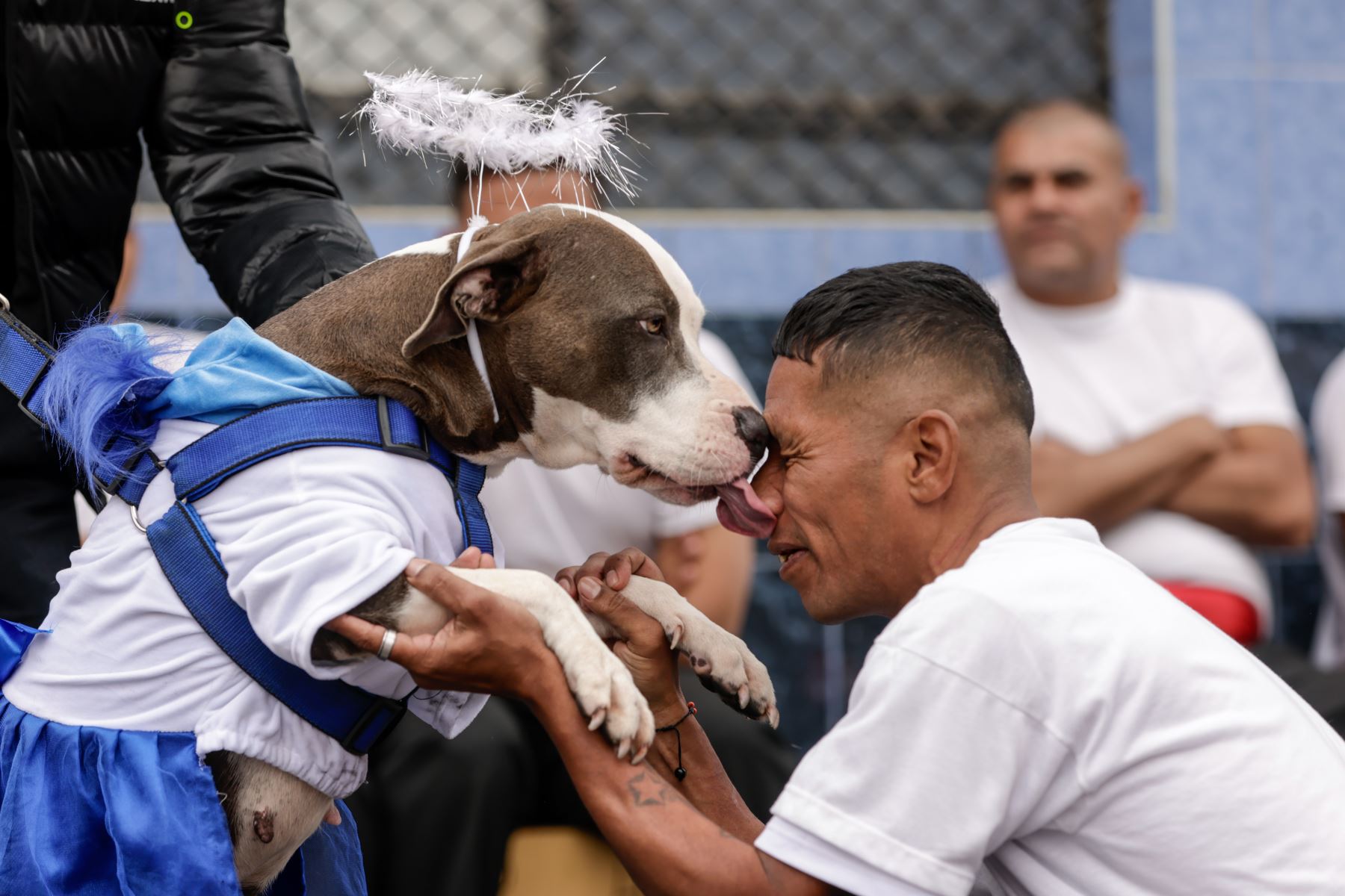 Perrita mestiza disfrazada de hada.