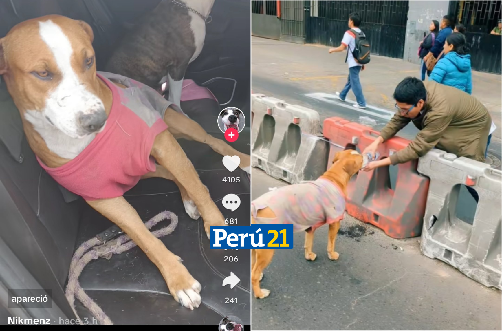 Perrito que acompañó a transportistas fue encontrado