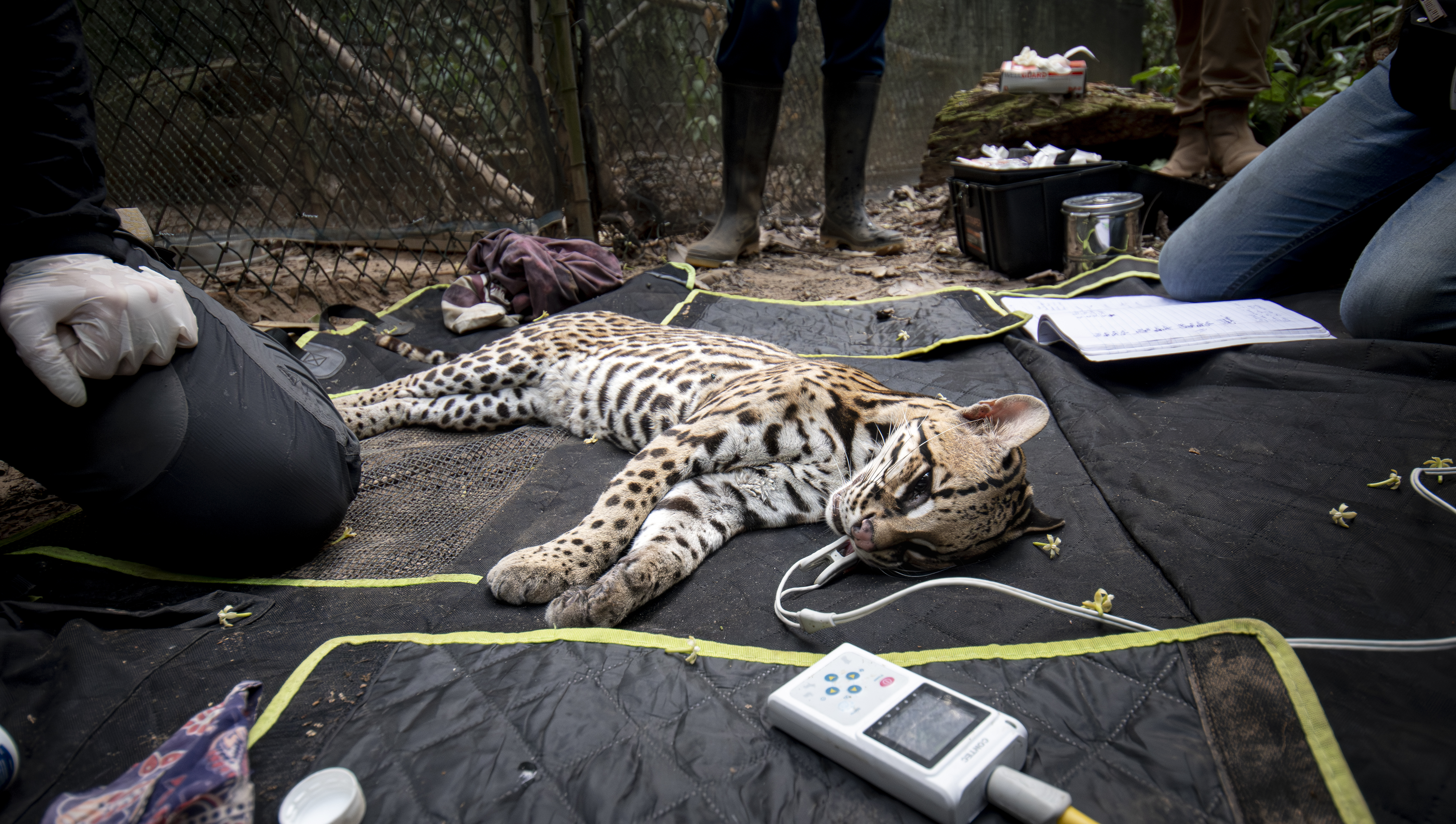 Rescate de animales por Hoja Nueva. 