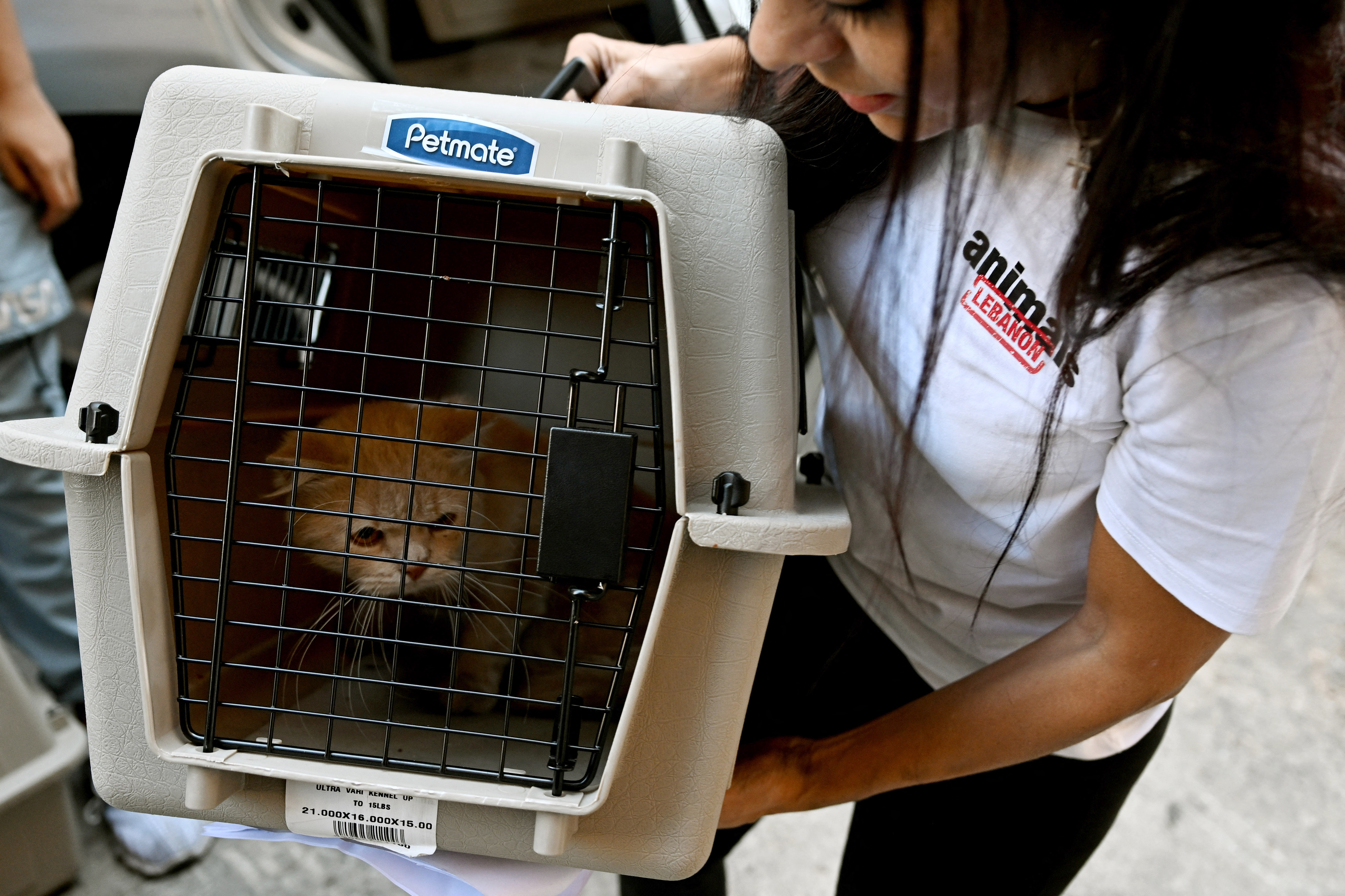 Gato. Foto AFP