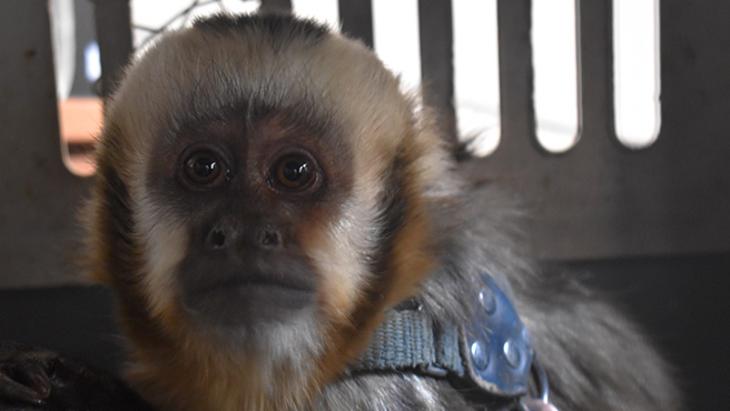 Monos Machín fueron rescatados por Serfor.