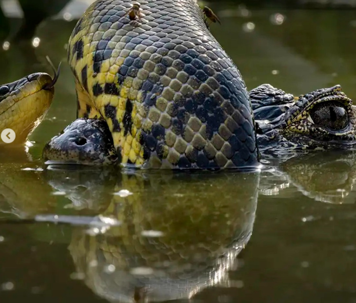 Natgeo ganadores wildlife animales foto