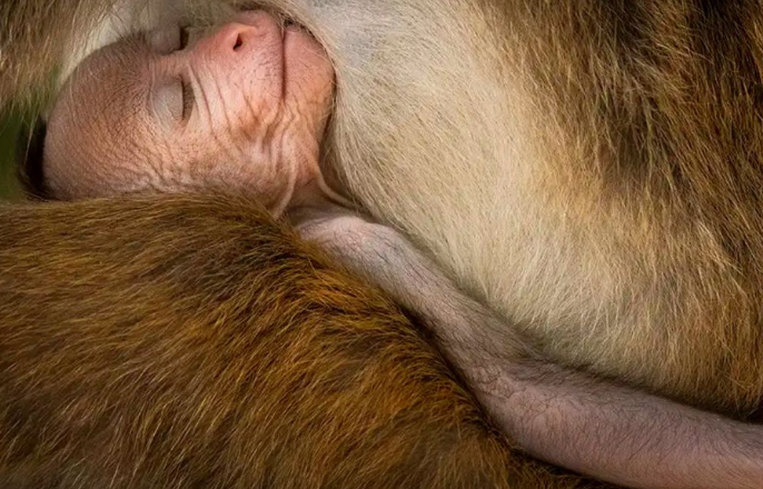 Ganadores fotografía NatGeo