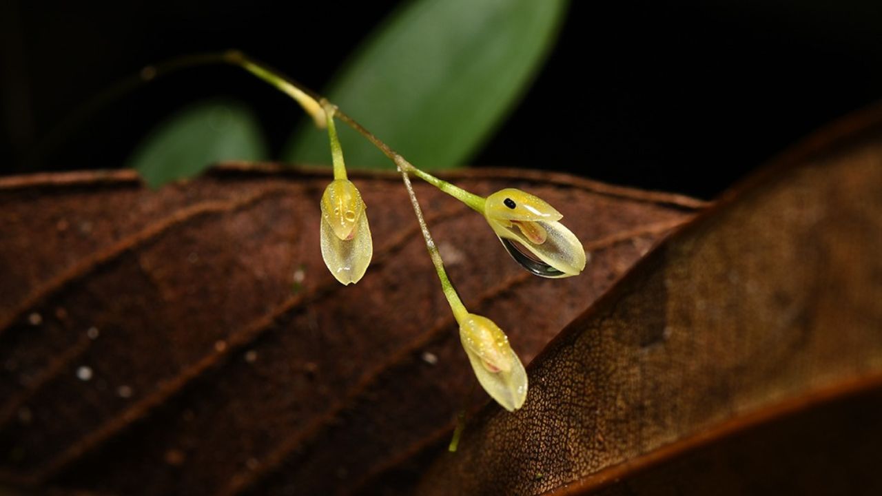 orquidea loreto