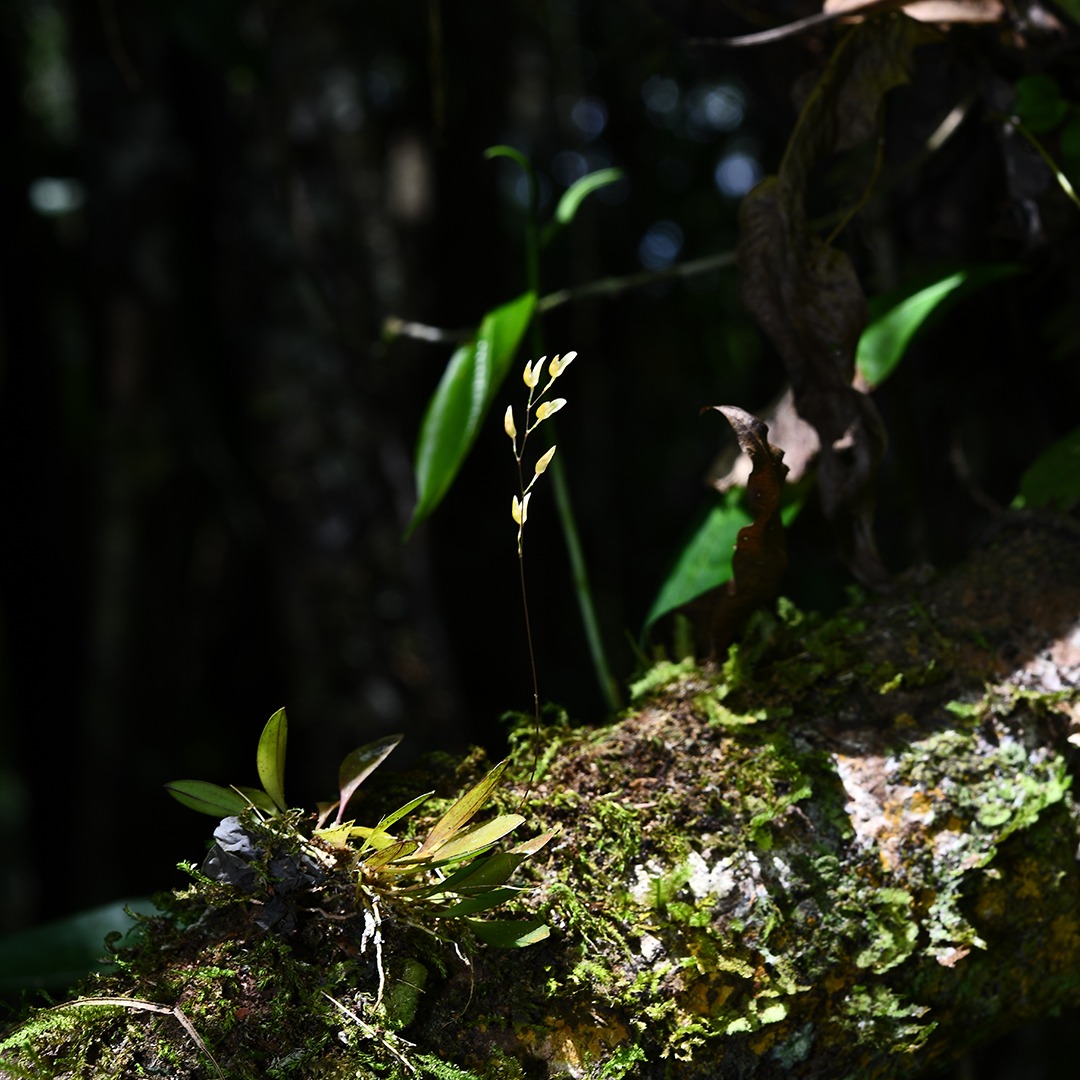 orquídea loreto