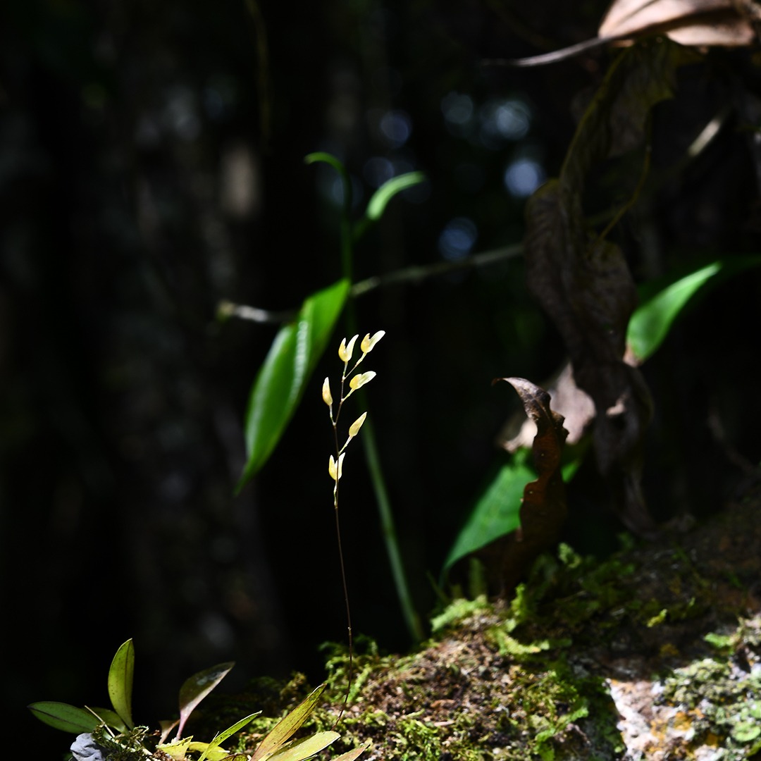 orquídea loreto