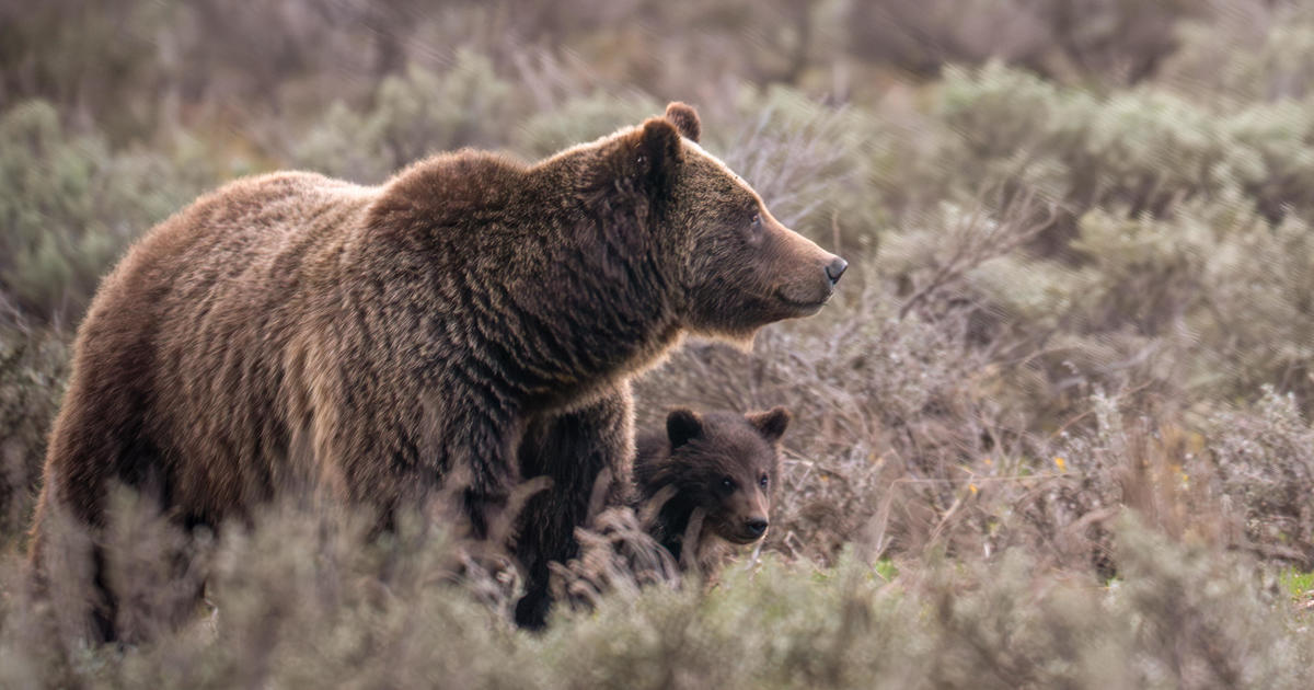 El animal tenía 28 años y era conocida en todo el mundo.