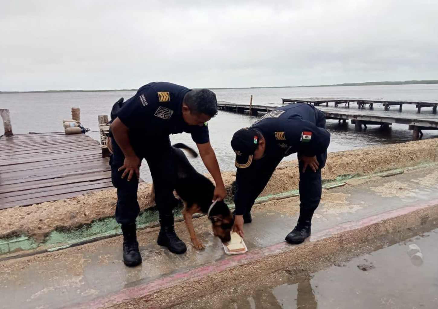 Un perro sobrevivió a los efectos del huracán Milton en Yucatán tras ser amarrado a un muelle. Imposibilitado para desatarse, el can tuvo que flotar para sobrevivir.