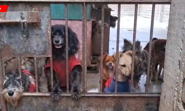 Para lastimar a los canes, los criminales lanzaron veneno en todos los espacios del refugio. 