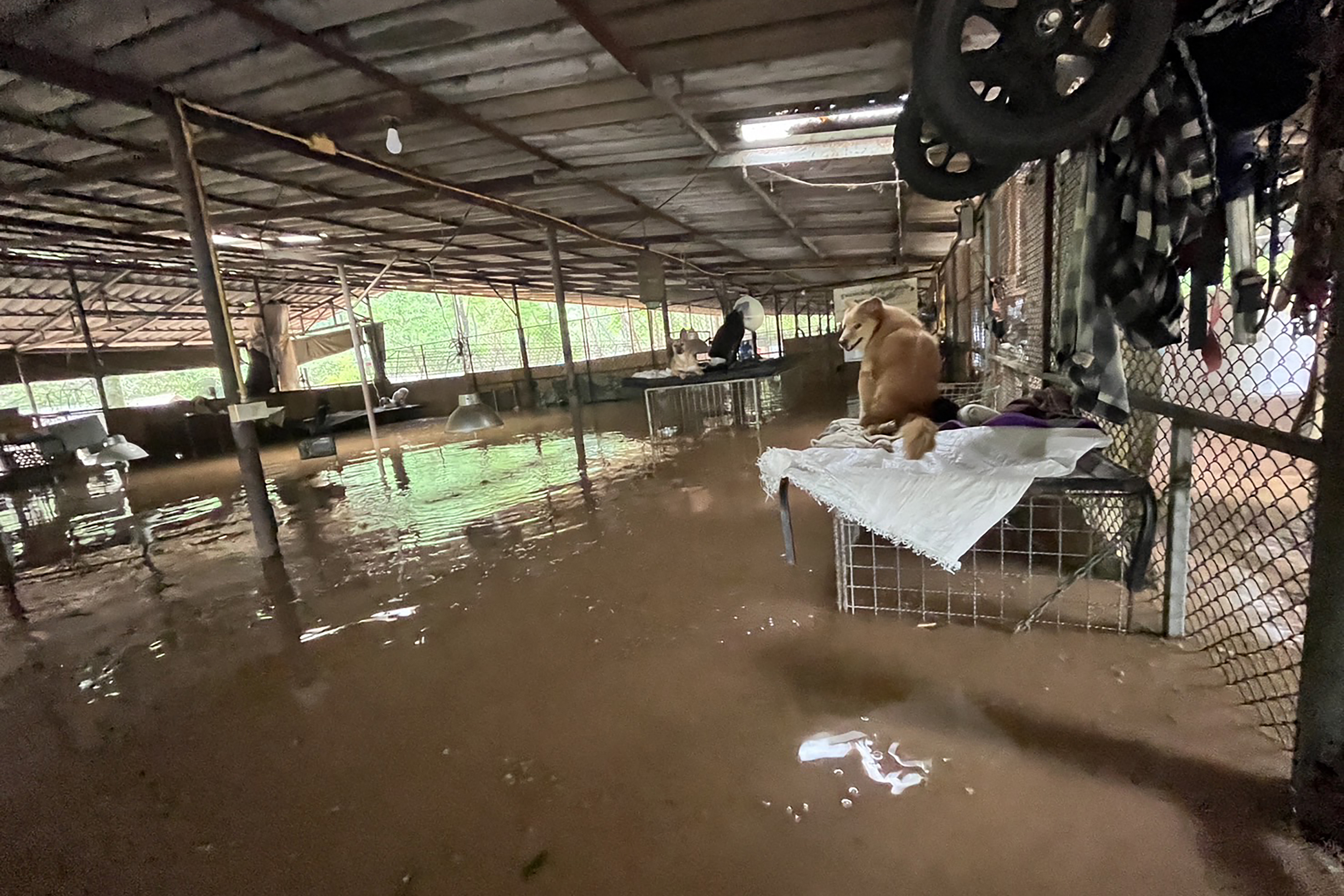 Perros permanecen sentados en jaulas sobre las aguas de inundación en el santuario en la provincia de Chiang Mai, al norte de Tailandia.