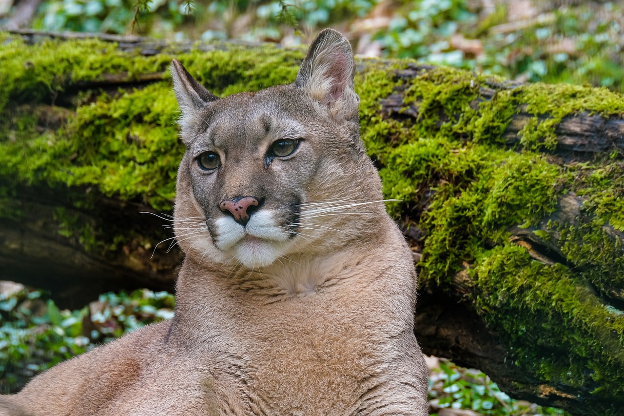 Puma. (Foto:pixabay)