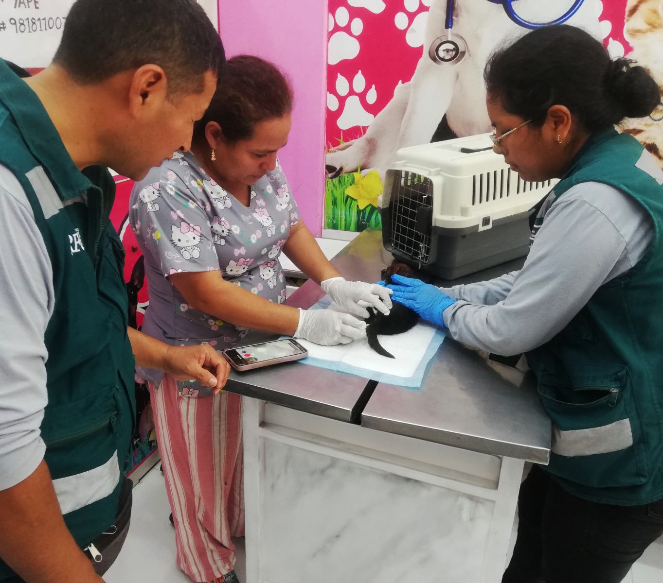 Serfor logró rescatar a tres cachorros de jaguarundi