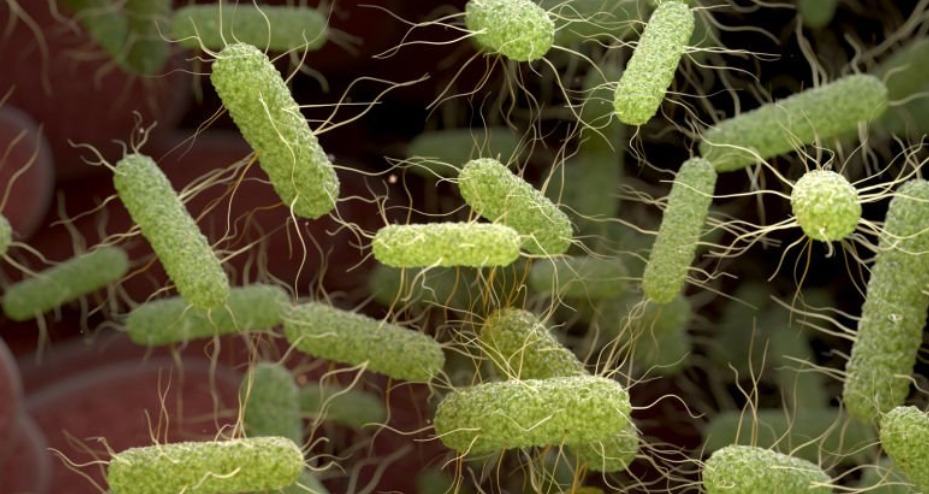 Escherichia coli