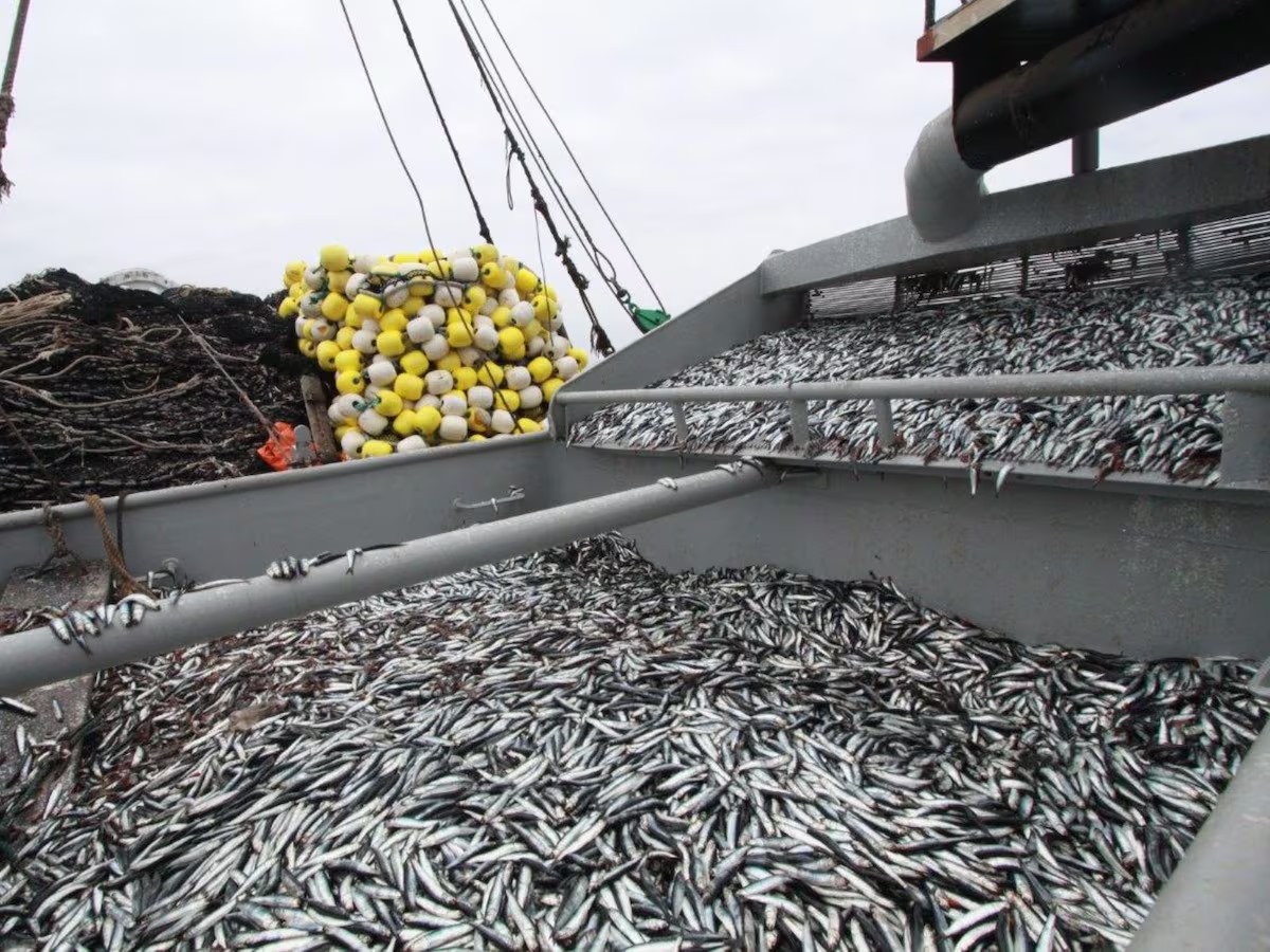 Pesca de anchoveta