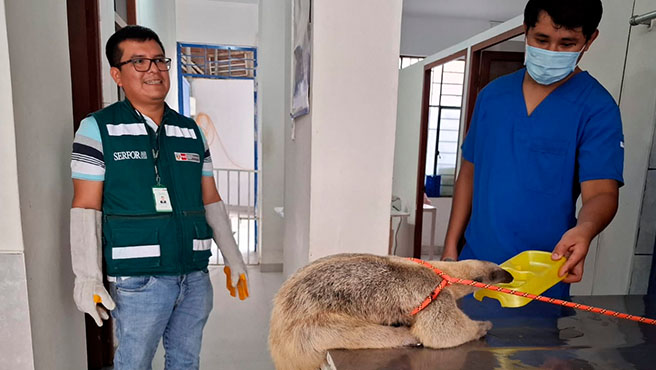 El ejemplar fue liberado en una zona correspondiente a su hábitat natural.