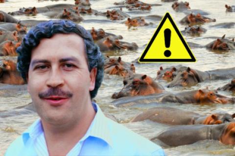 Incialmente, Pablo Escobar trajo solo a cuatro de estos animales.