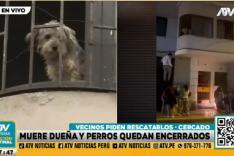 Las mascotas han quedado encerradas en la vivienda.