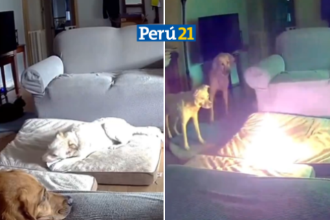 perrito provocó incendio