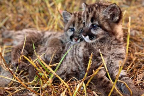 Mientras se recuperan los felinos, se coordina el traslado de ambas crías a un centro de rescate y evaluar su eventual reintroducción al hábitat natural.