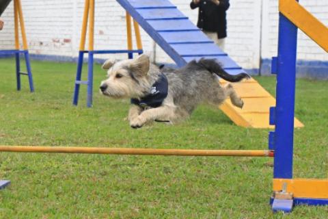 Entrenamiento de mascotas.