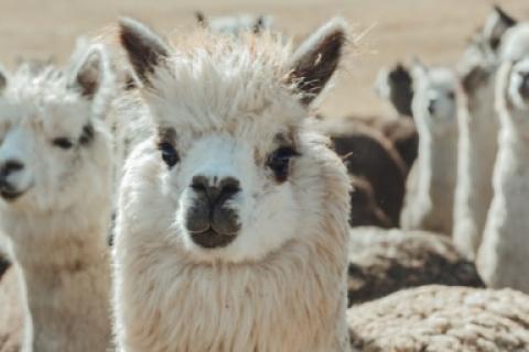 Llamas