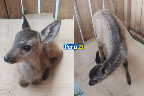 Cría venado