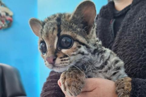  Gran sorpresa se llevó una familia en Yauyos, al encontrar una cría de margay en la cochera de su vivienda.