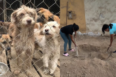 La perrita Donna fue enterrada por los rescatistas del albergue.