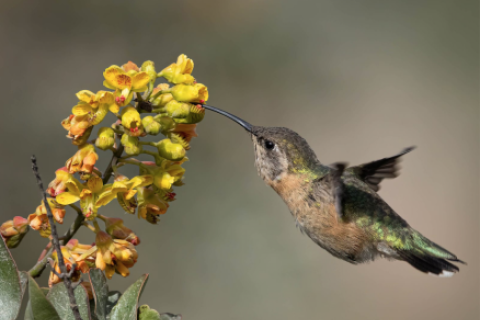 Estos son todos los lugares que puedes visitar en Perú para el avistamiento de aves.