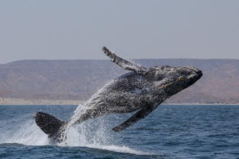 avistamiento de ballenas