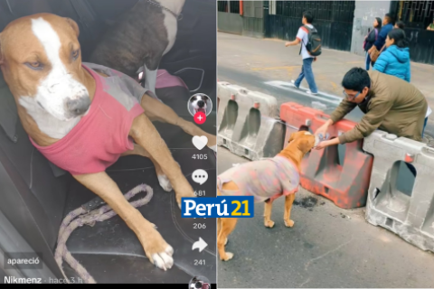 Perrito que acompañó a transportistas fue encontrado