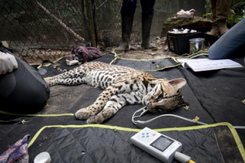 Rescate de animales por Hoja Nueva. 