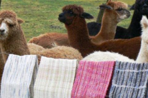 Exportación de fibra de alpaca