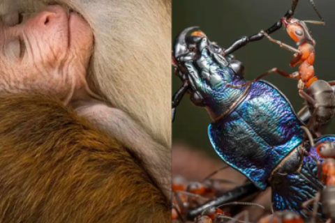 Ganadores Premios Wildlife Natgeo