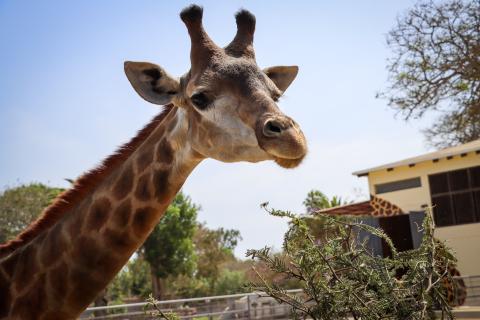 La jirafa está clasificada como especie vulnerable por la Unión Internacional para la Conservación de la Naturaleza (UICN), debido a la caza furtiva y la pérdida de su hábitat.