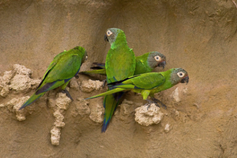 Las aves encontradas pertenecen a la especie Aratinga weddelli, también conocida como loros 'pedritos'.