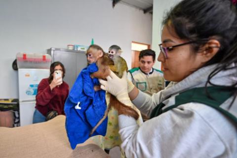 Para realizar esta labor, Serpar trabaja de la mano con la Administración Técnica Forestal y de Fauna Silvestre de Lima del ATFFS-Lima, área de Serfor encargada de decomisar la fauna silvestre. 