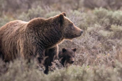 El animal tenía 28 años y era conocida en todo el mundo.