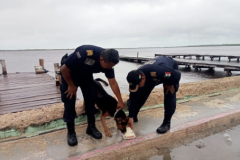 Un perro sobrevivió a los efectos del huracán Milton en Yucatán tras ser amarrado a un muelle. Imposibilitado para desatarse, el can tuvo que flotar para sobrevivir.