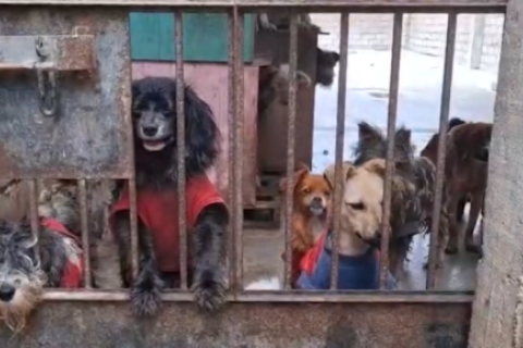 Para lastimar a los canes, los criminales lanzaron veneno en todos los espacios del refugio. 