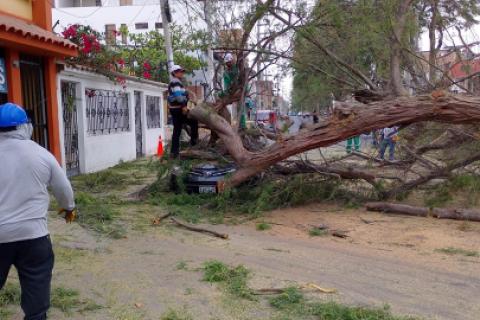 caída de árbol