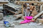 Perritos quedaron asustados por el fuerte ruido. 