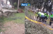 árbol mata a hombre