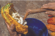 En nuestro país se encuentra aproximadamente el 60% de la biodiversidad del cacao que existe en el mundo. 