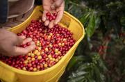 Este 1 de octubre se celebra el Día Internacional del Café.