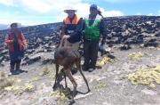 incendios forestales fauna