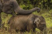 El Fondo Mundial para la Naturaleza (WWF) calcula que solo quedan unos 415.000 elefantes en el continente (frente a los 3 - 5 millones de principios del siglo XX).