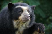 El oso andino es una especie protegida.