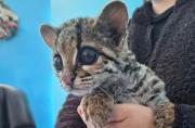  Gran sorpresa se llevó una familia en Yauyos, al encontrar una cría de margay en la cochera de su vivienda.